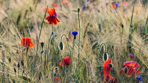 poppies in a barley field