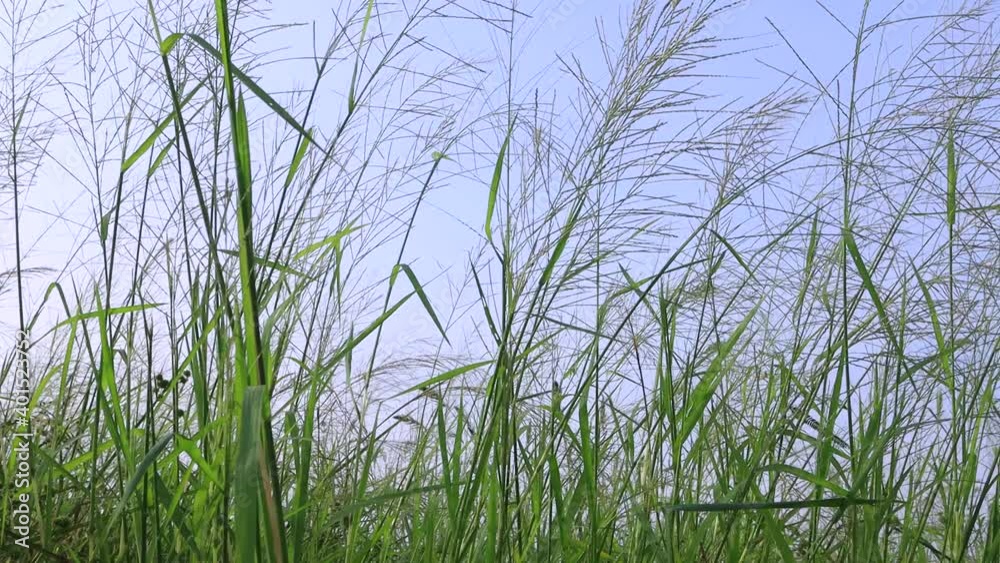 Agricultural lifestyle concept of Thailand. Agriculture rural life with for rice farming, Green young rice plants are growing in paddy field. Paddy rice crop, rice stalks swaying in the wind.