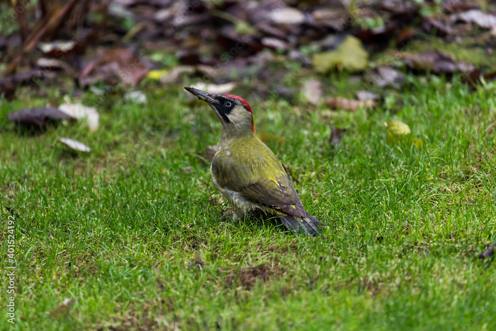 European green woodpecker searching ants European green woodpecker searching ants