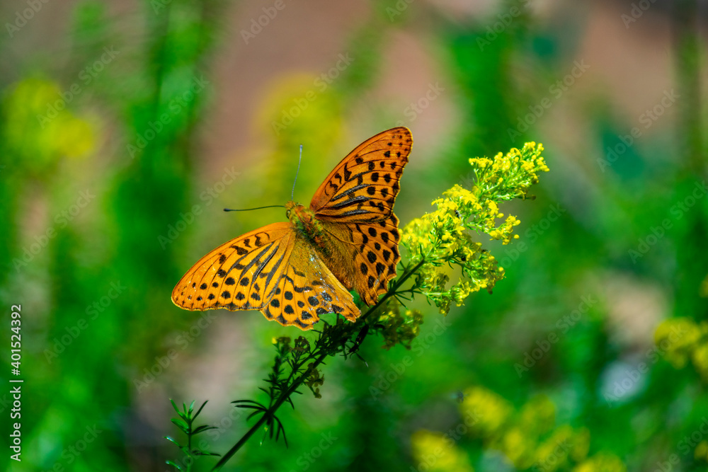 Italy, Trentino, Coredo Lake - 12 Juli 2020 - A magnificent butterfly on a flower