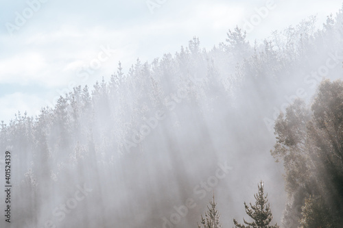 first morning sun rays crossing a forest