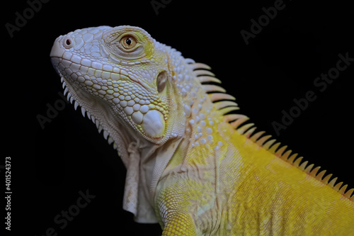 The head of the yellow iguana  Iguana iguana  looks beautiful and elegant.