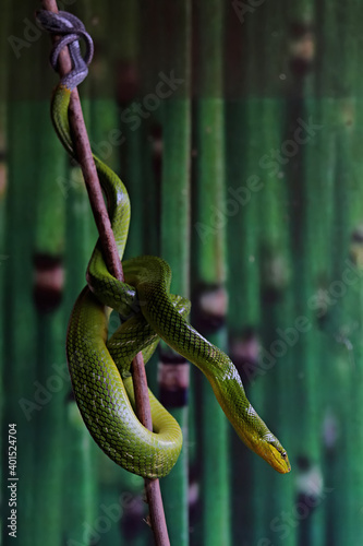 A green rat snake (Gonyosoma prasinum) is resting on a dry tree branch.