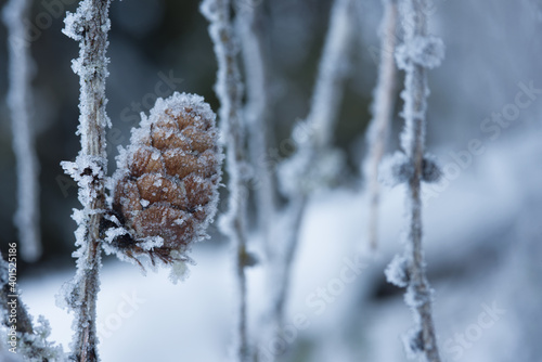 delle splendide formazioni di cristalli di ghiaccio su particolari pigne di abete in inverno inoltrato in montagna, la geometria dei cristalli di ghiaccio che si formano in natura photo