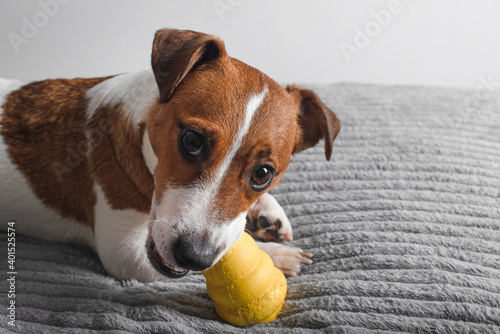 Obraz na płótnie Dog Jack Russell Terrier plays with yellow kong. Copy space
