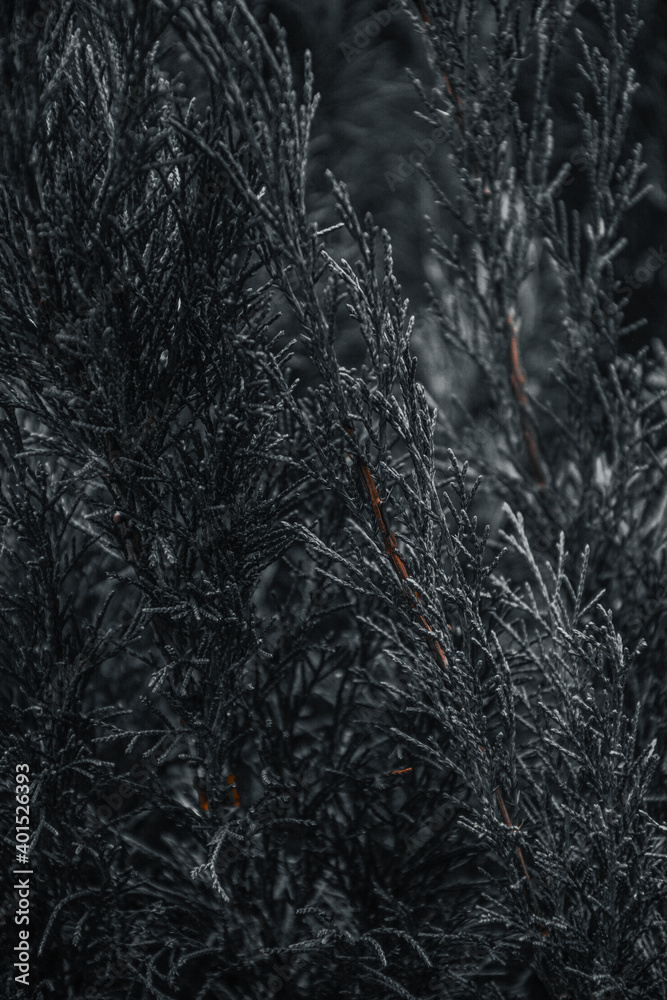 dark tree leaves for background dark tree leaves for background