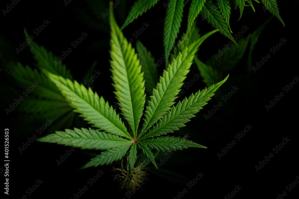 cannabis leaf on black background cannabis leaf on black background