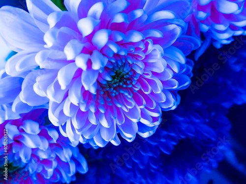 Chrysanthemum flowers in close-up  soft pink color are reflected on a smooth blue surface.