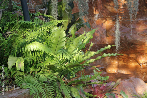 Tropical Garden Details: Ferns in sunlight with a blurred background of a golden rock waterfall.