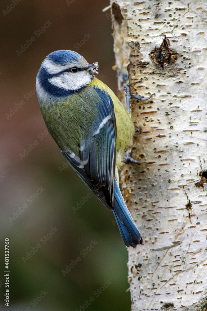 Naklejka premium Blaumeise (Cyanistes caeruleus)