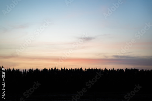 silhouette of pine tree forest with dramatic dawn sky in background.
