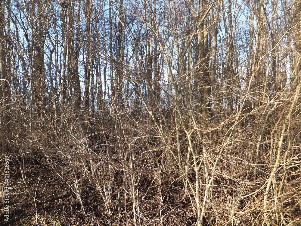 Fototapeta premium Tudor Schleurholts