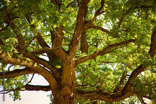 Krone of an old oak tree on a clear summer day photo