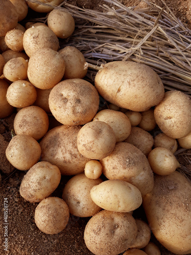 Fresh potatoes on the farm.