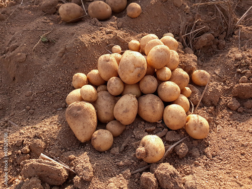 Fresh potatoes on the farm.