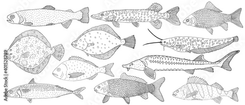 River and sea fish, set. Hand drawing of different fish. Vector illustration