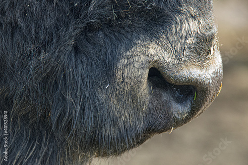 Bison © quedlinburger