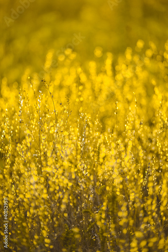 field of yellow flowers. Sunny summer day