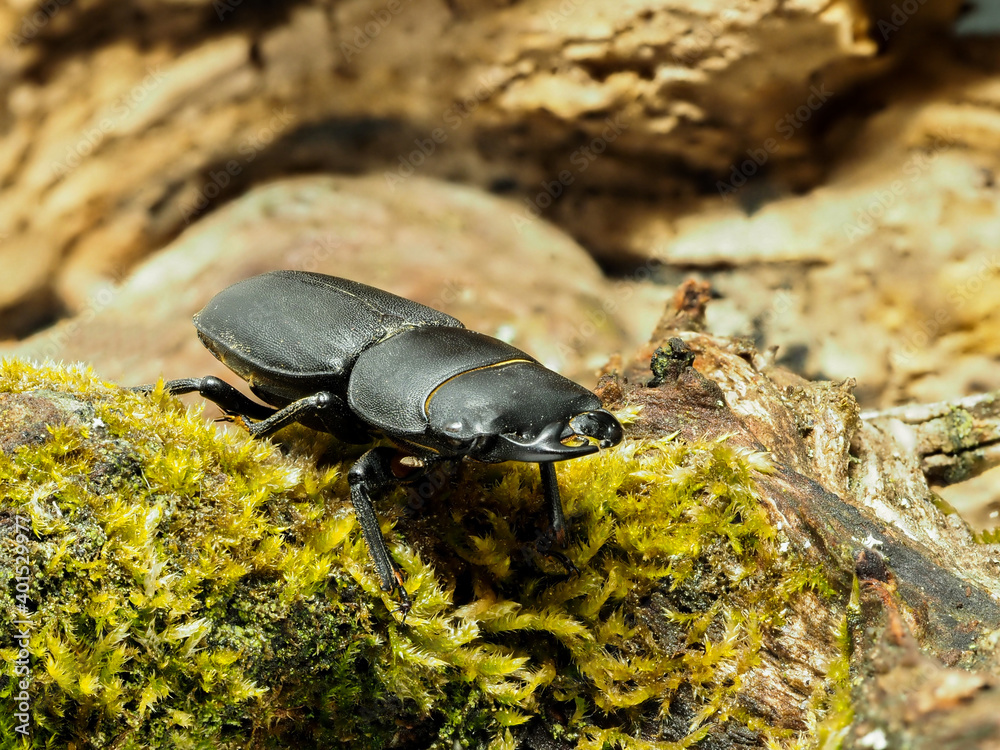 Balkenschröter, Dorcus parallelipipedus läuft über den Waldboden. Balkenschröter, Dorcus parallelipipedus läuft über den Waldboden.