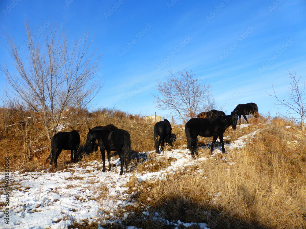 Horses, snow, grass, blue sky Horses, snow, grass, blue sky