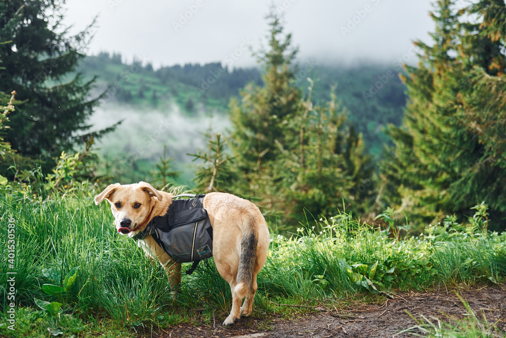Cute dog with bag. Majestic Carpathian Mountains. Beautiful landscape of untouched nature Cute dog with bag. Majestic Carpathian Mountains. Beautiful landscape of untouched nature