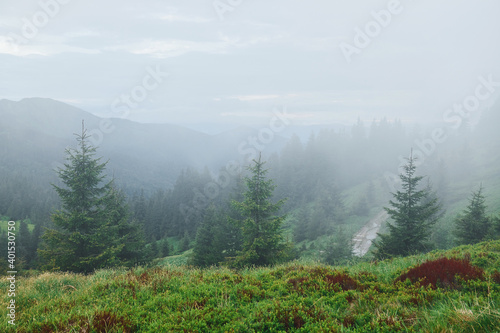 Fototapeta Naklejka Na Ścianę i Meble -  Fog all over the place. Majestic Carpathian Mountains. Beautiful landscape of untouched nature