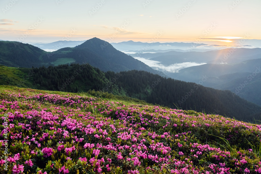 Violet flowers blooming. Majestic Carpathian Mountains. Beautiful landscape of untouched nature Violet flowers blooming. Majestic Carpathian Mountains. Beautiful landscape of untouched nature