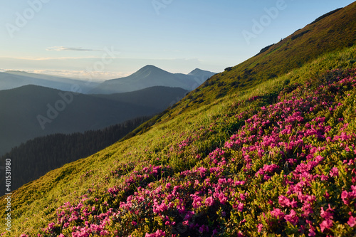 Fototapeta Naklejka Na Ścianę i Meble -  Violet flowers blooming. Majestic Carpathian Mountains. Beautiful landscape of untouched nature