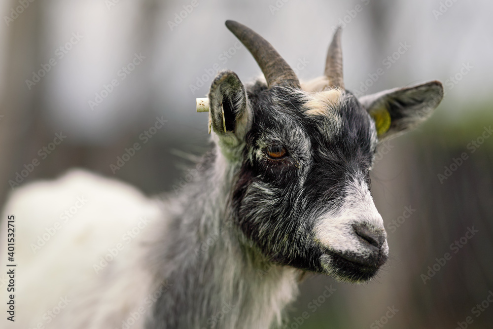White and black american pygmy Cameroon goat closeup detail on head with horns White and black american pygmy Cameroon goat closeup detail on head with horns