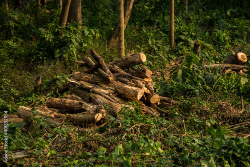 cut tree stumps and logs show that deforestation engendering environment.
