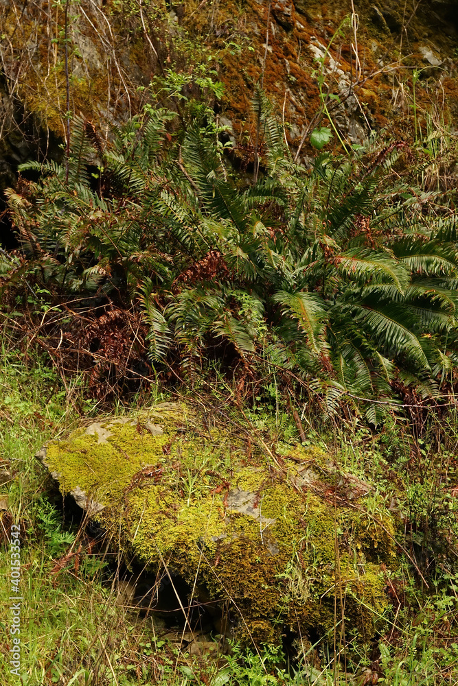 Fototapeta premium Mill Creek - Habitat shots