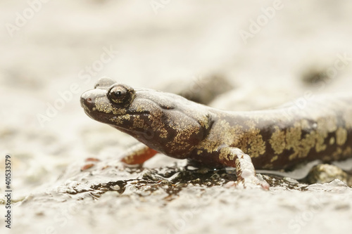 Aneides ferreus - Clouded salamander photo