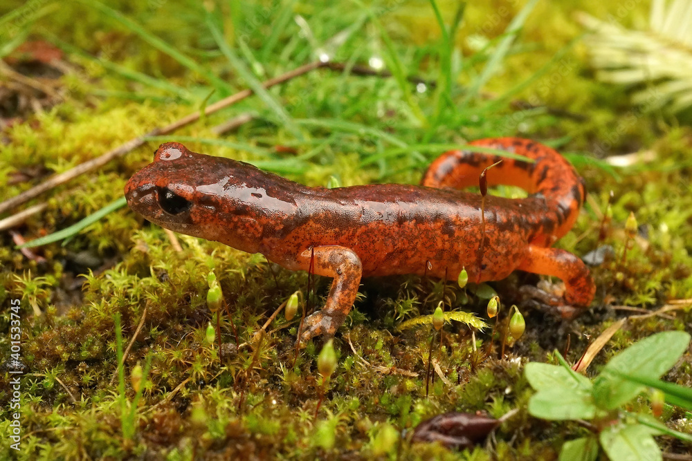 Fototapeta premium Ensatina eschscholtzii intermediate form
