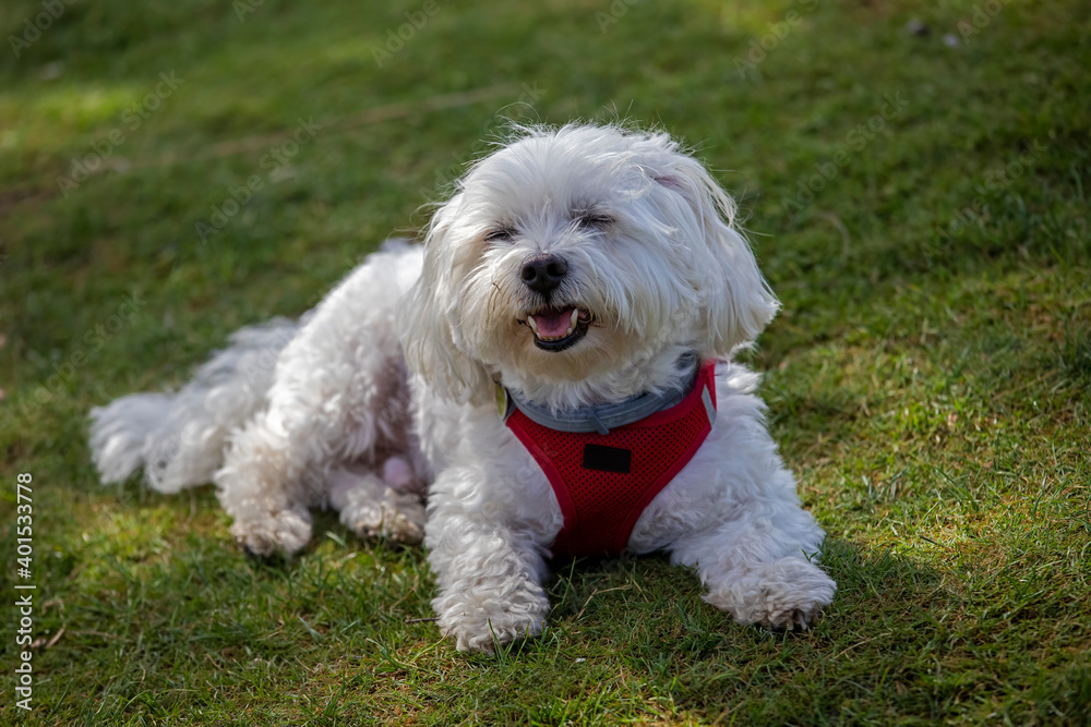 Cute little dog of white color on the grass