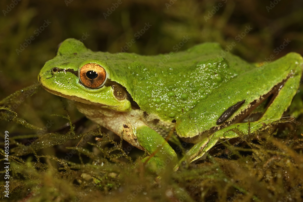 Fototapeta premium Pseudacris regilla - Pacific treefrog