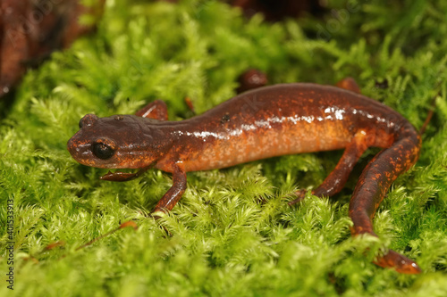 Ensatina eschscholtzii intermediate form