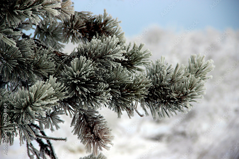 Amazing view of a branch of the pine tree touched by hoarfrost on the white snow background. Amazing view of a branch of the pine tree touched by hoarfrost on the white snow background.