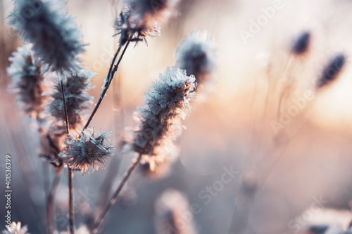 natural winter background with shiny white crystals of frost snowflakes cover...