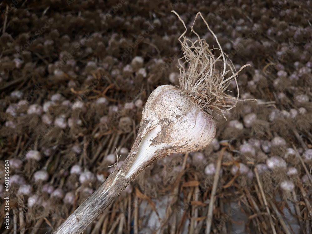 Close-up of garlic harvested on the farm. Close-up of garlic harvested on the farm.
