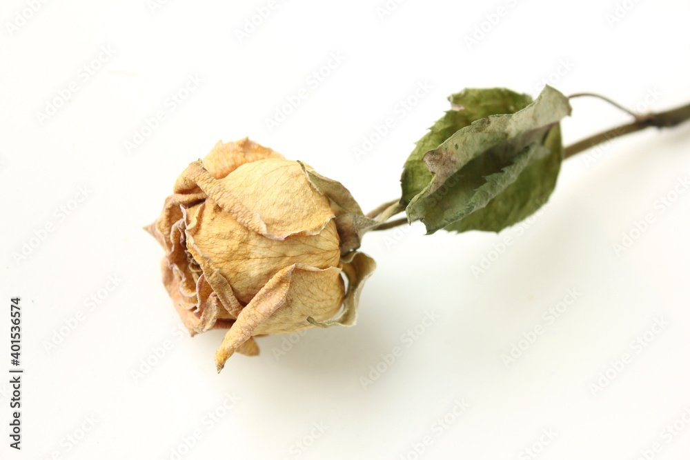 Dried yellow rose flower isolated on white background