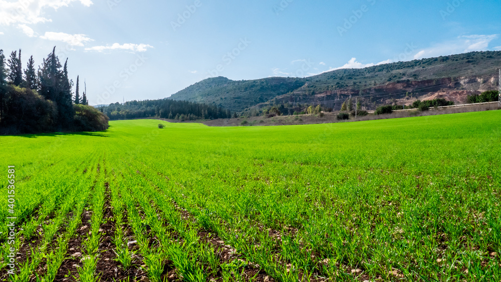 A large green grass field in perspective to the horizon