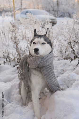Dog breed Siberian husky with blue eyes in winter  scarf New Year and Christmas dog dressed in the cold