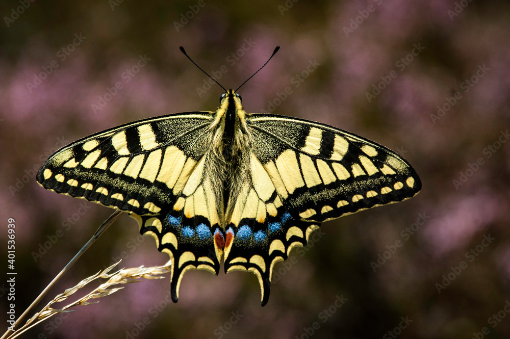 farfalla multicolore colta in primo piano farfalla multicolore colta in primo piano
