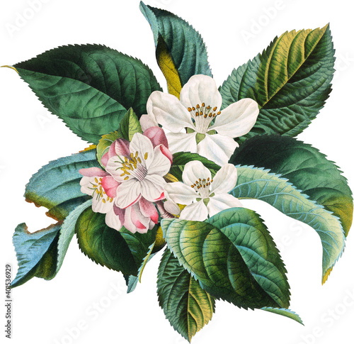 Fotografie Antique apple white blossom green leaves arrangement