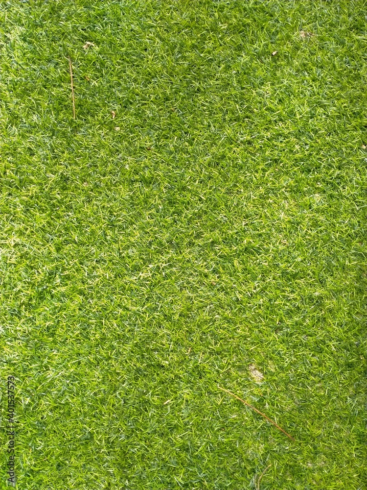 Fototapeta premium Artificial grass. natural background texture. fresh spring green grass.