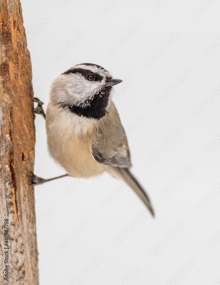 Obraz premium A mountain chickadee pauses on an old tree near Cheyenne, Wyoming