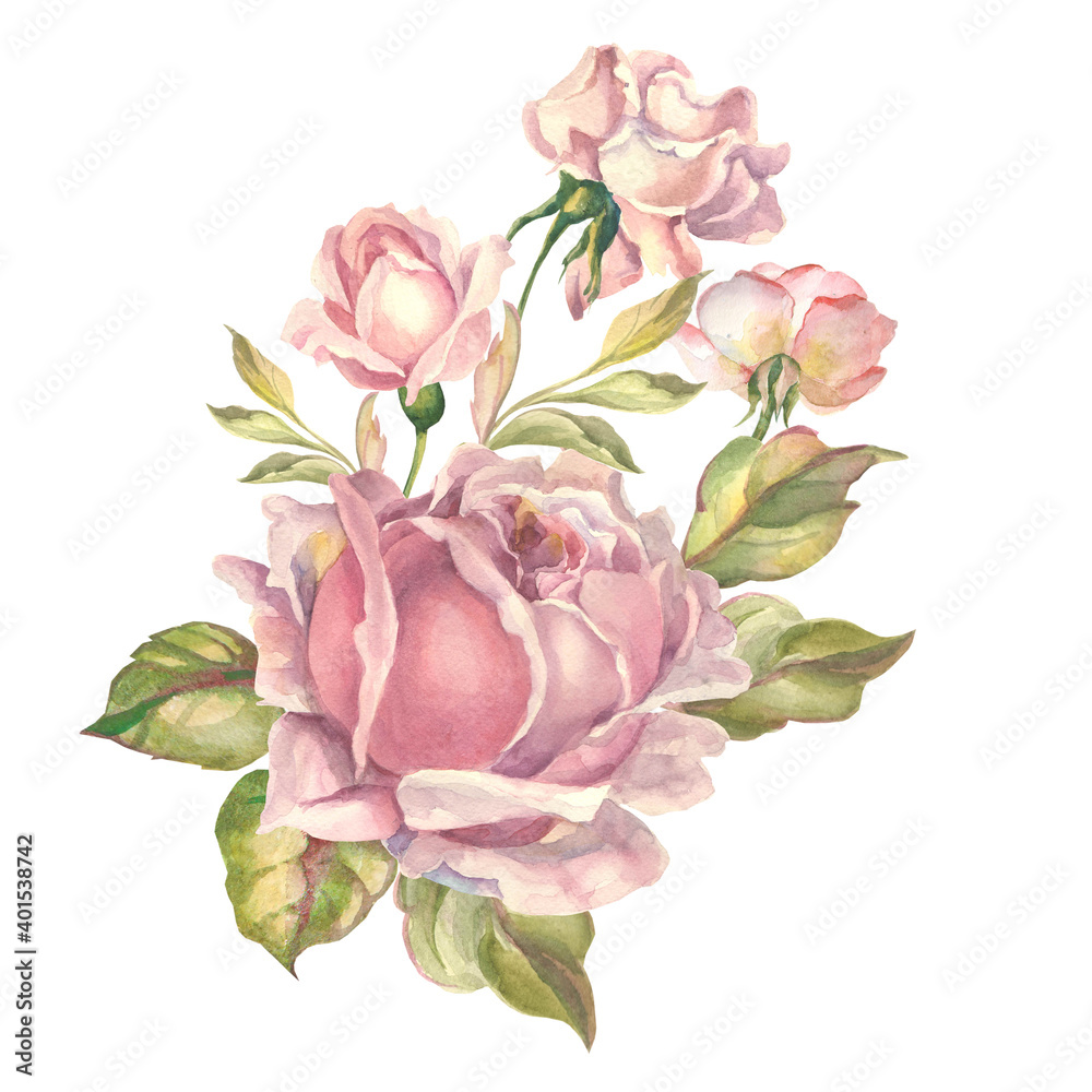watercolor roses with buds