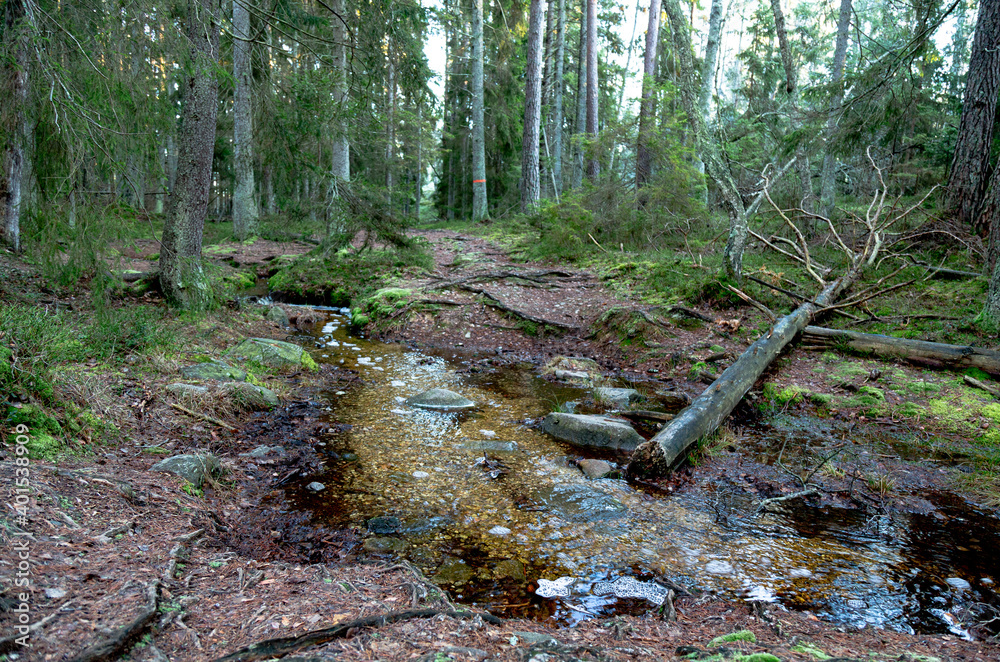 Fototapeta premium Trail in the forest. Stump in the forest