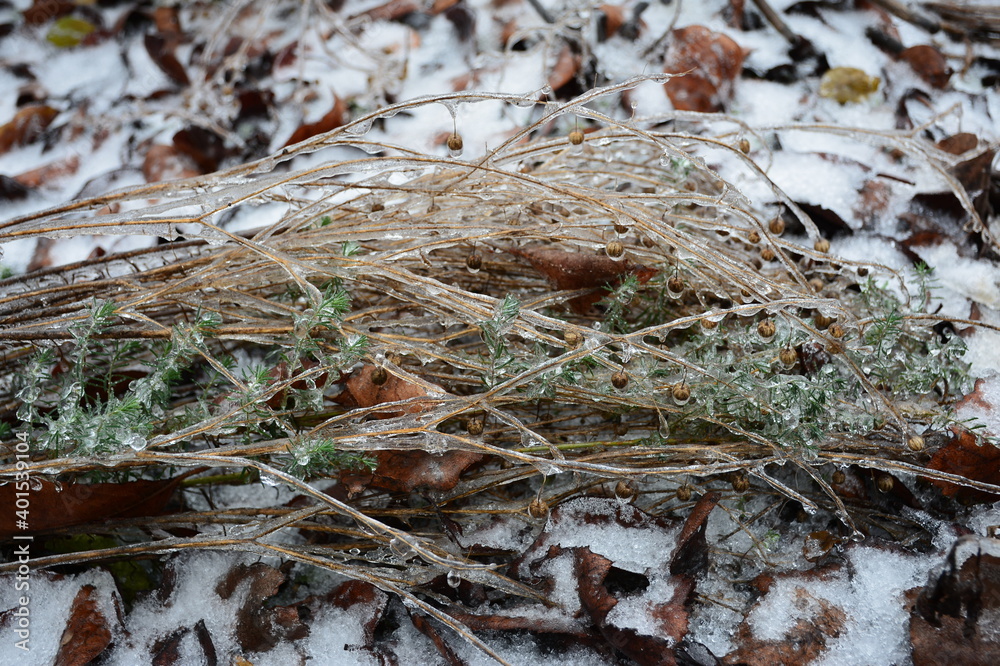 A dried bush of perennial flax (Linum perenne) with green twigs in a crust of ice. A dried bush of perennial flax (Linum perenne) with green twigs in a crust of ice.
