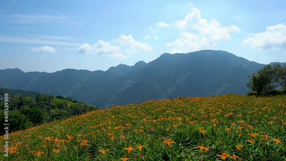 Wild Orange Daylily flowers bloom all over the mountains and fields, Taiwan. Fulvous day-lily, Orange day-lily, Day Lily, Lily, Tawny Daylily. Wild Orange Daylily flowers bloom all over the mountains and fields, Taiwan. Fulvous day-lily, Orange day-lily, Day Lily, Lily, Tawny Daylily.